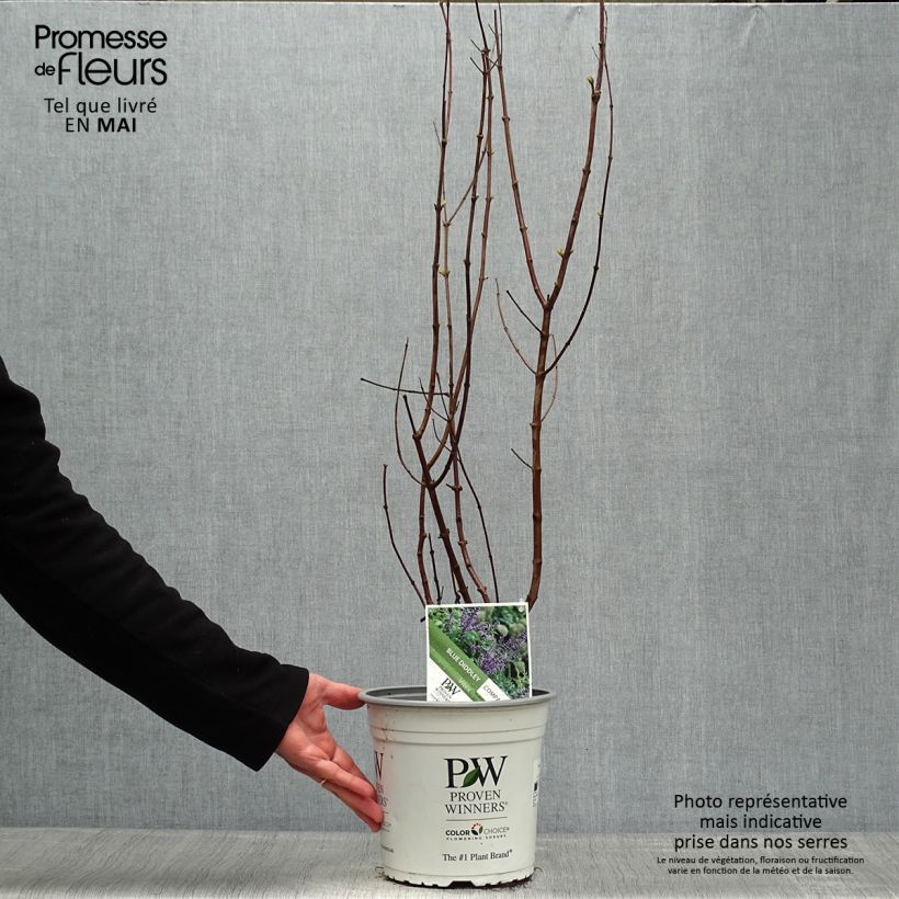 Example of Vitex agnus-castus Blue Didley® - Gattilier Pot de 3L/4L as you get in printemps