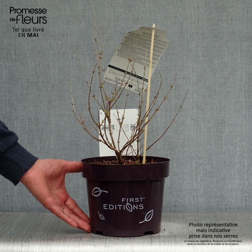 Example of Vitex agnus-castus Blue Puffball - Gattilier Pot de 3L/4L as you get in printemps