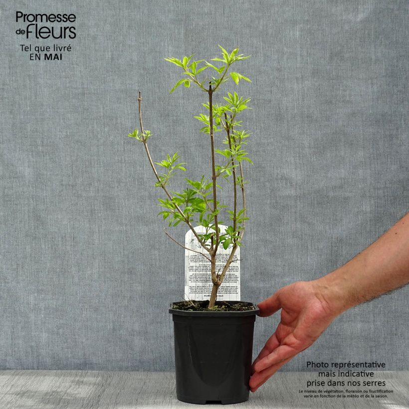 Example of Vitex agnus-castus Delta Blues - Gattilier Pot de 3L/4L as you get in printemps