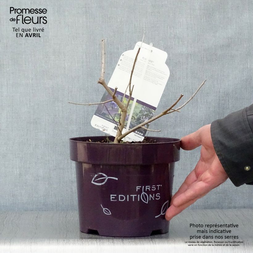 Example of Vitex agnus-castus Flip Side - Gattilier Pot de 3L/4L as you get in printemps