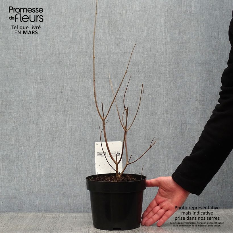 Example of Vitex agnus castus Latifolia - Gattilier Pot de 2L/3L as you get in printemps