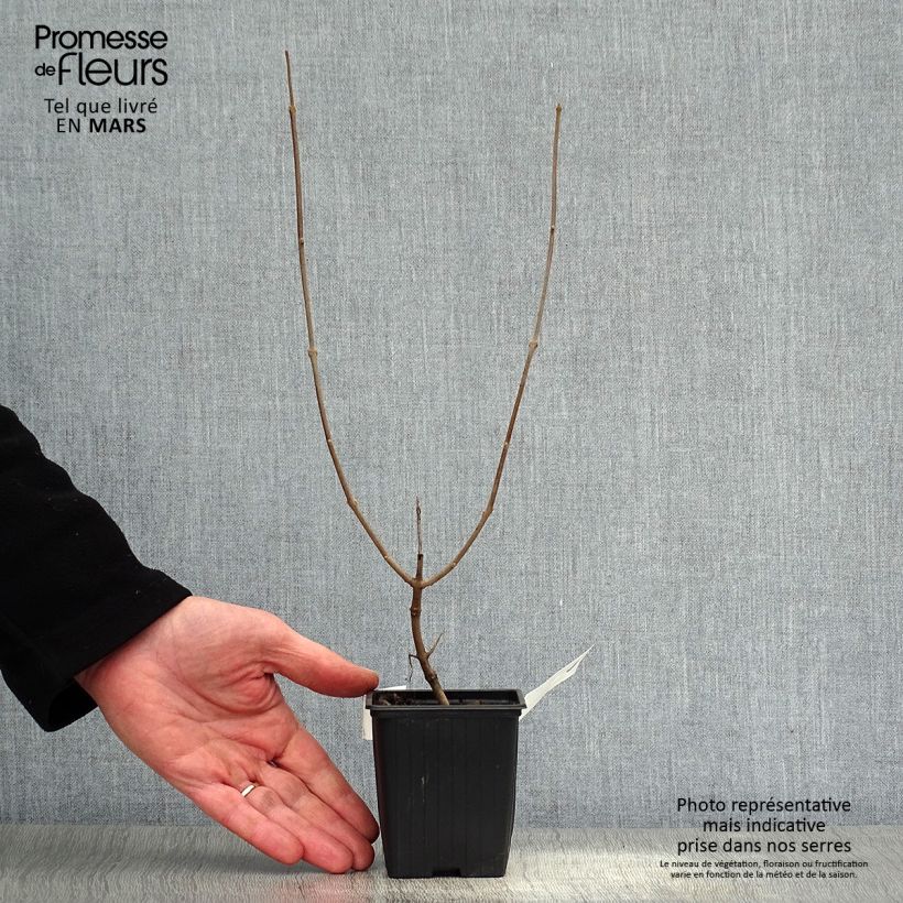 Example of Vitex agnus castus Latifolia - Gattilier Godet de 8/9 cm as you get in printemps