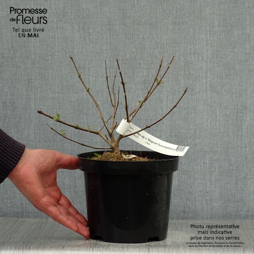 Spécimen de Vitex agnus-castus Magical Summertime Blues - Gattilier Pot de 2L/3L tel que livré au printemps