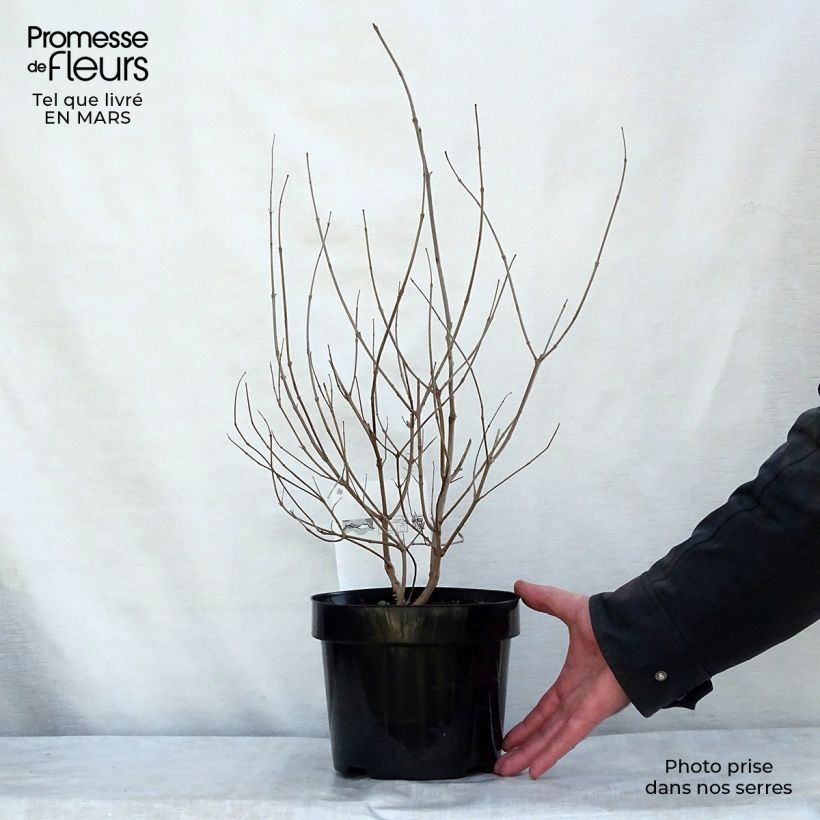 Example of Vitex agnus-castus Pink Pinnacle Pot de 3L/4L as you get in printemps