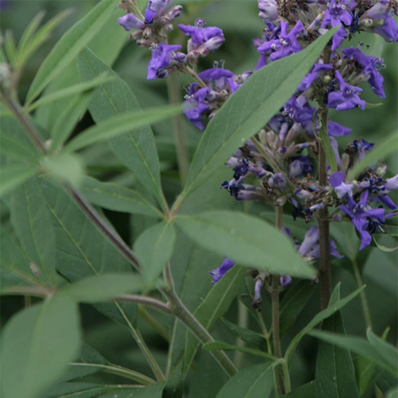 Vitex agnus-castus Delta Blues - Gattilier (Foliage)