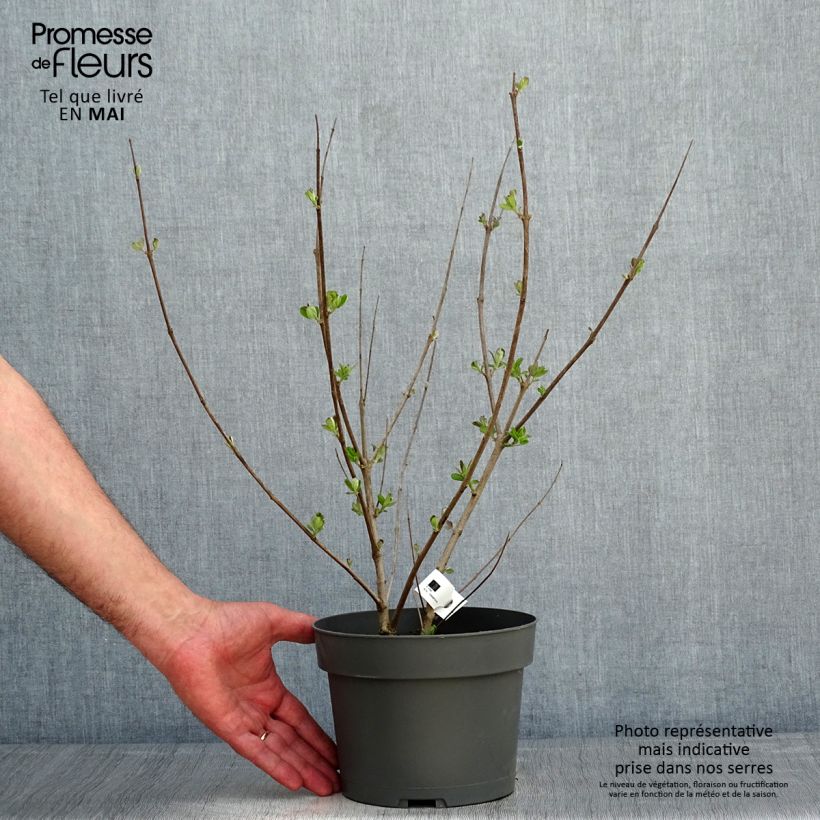 Example of Vitex x agnus-castus Chicagoland Blues - Gattilier Pot de 3L/4L as you get in printemps