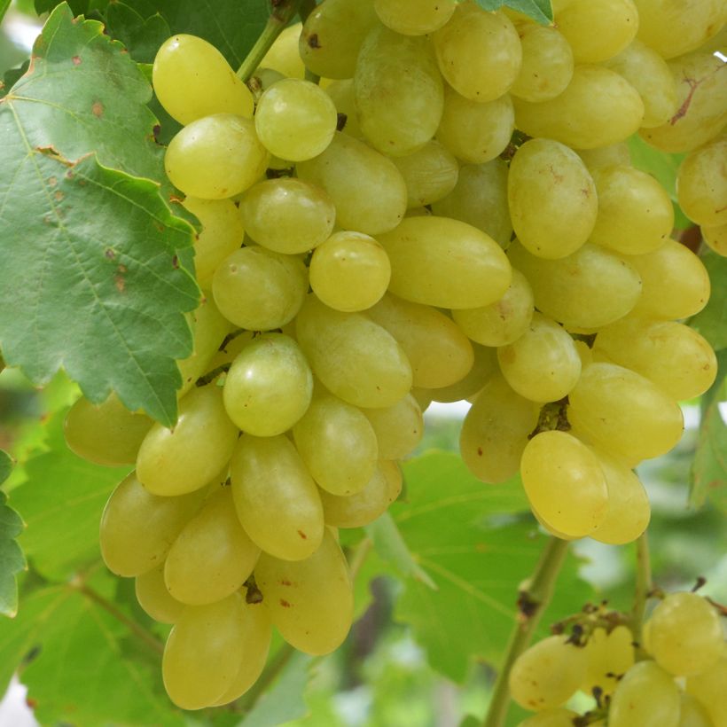 Vigne Centennial Seedless (Harvest)