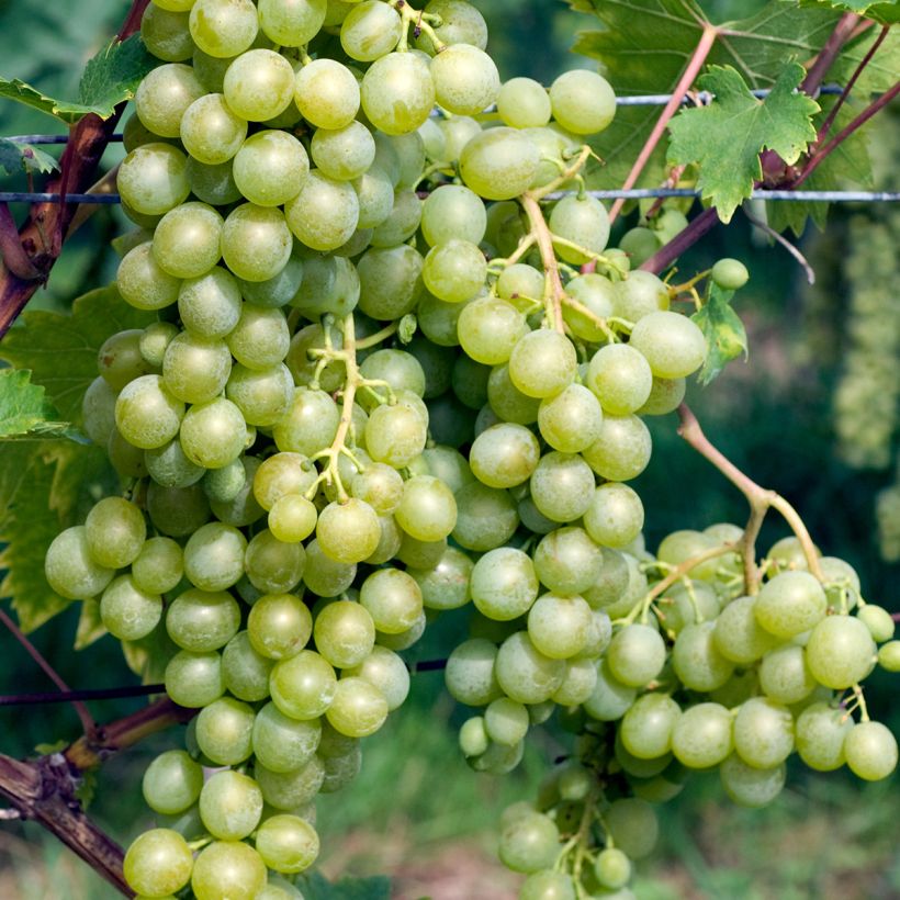Vigne Evita (Harvest)