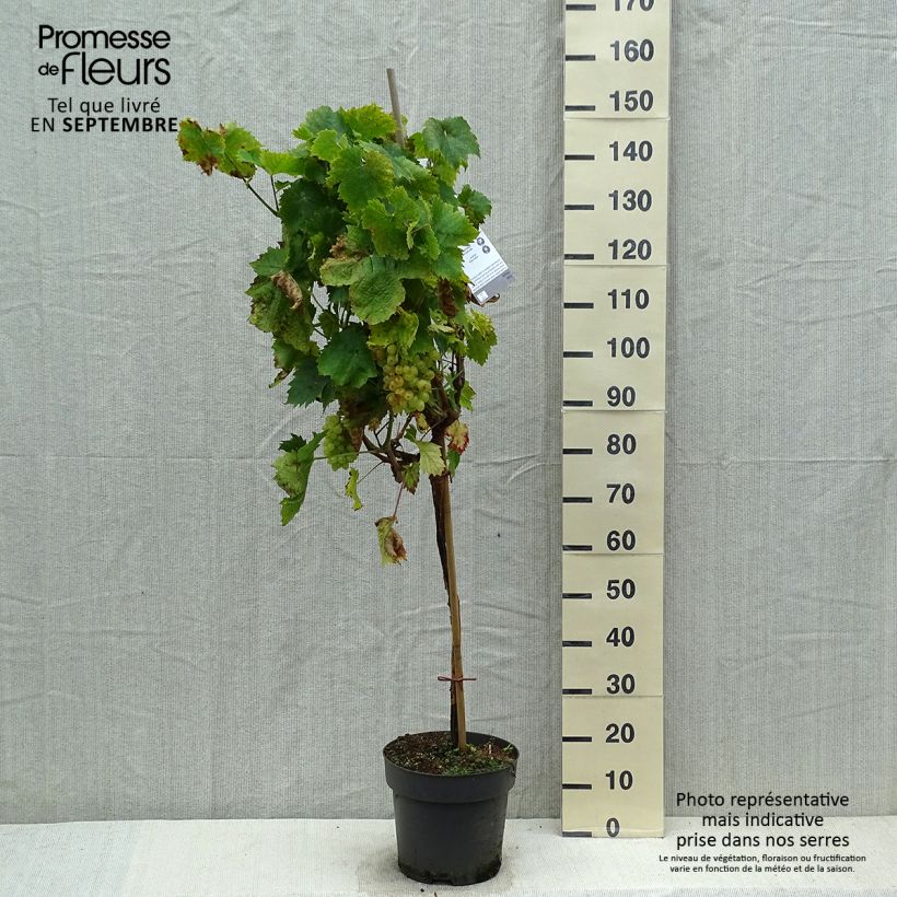 Spécimen de Vigne de table Picurka - Vitis vinifera Pot de 7,5L/10L, Tige, Tige de 70 cm tel que livré en automne