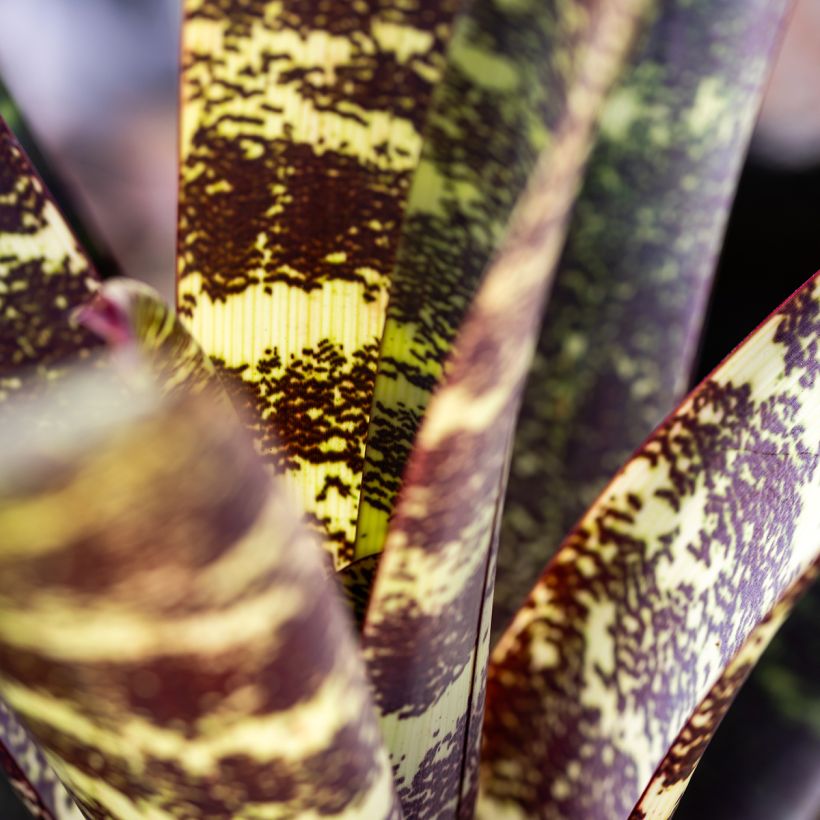 Vriesea Splendide (Foliage)