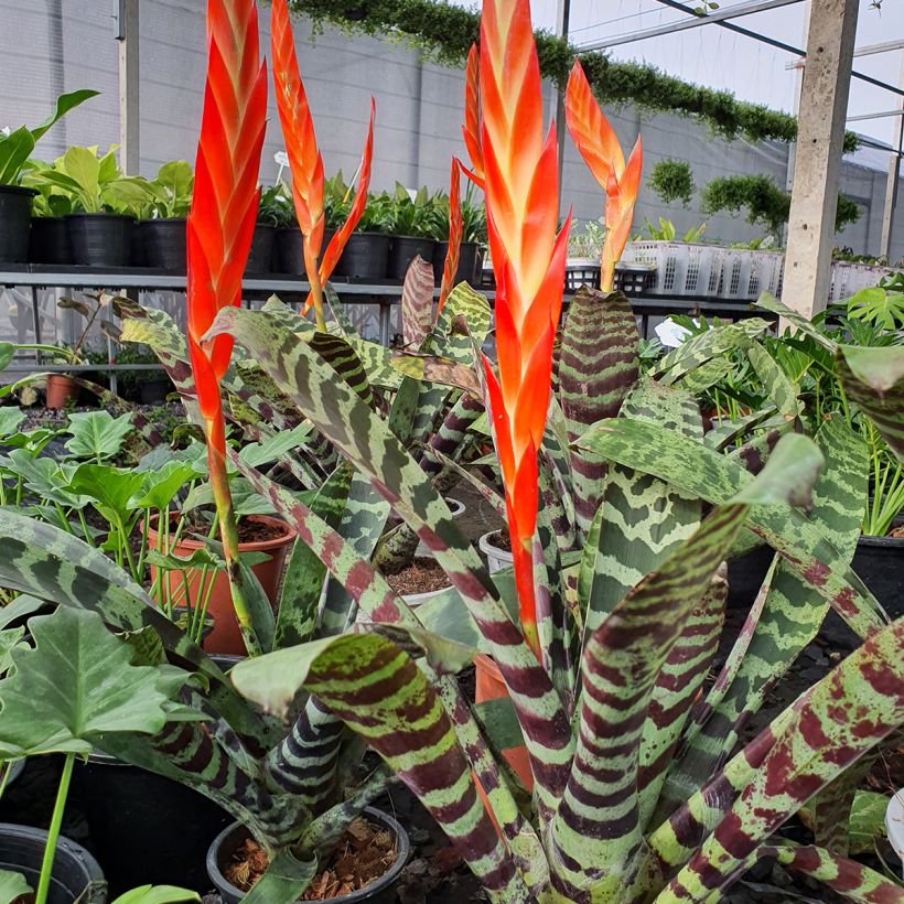 Vriesea Splendide (Plant habit)