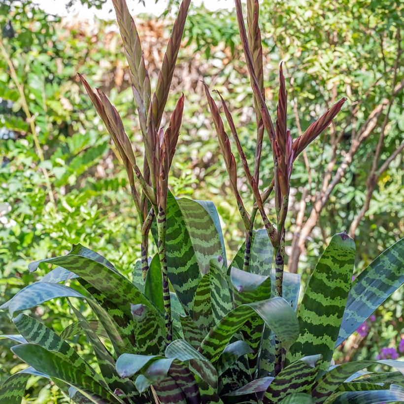 Vriesea Favoriet (Port)