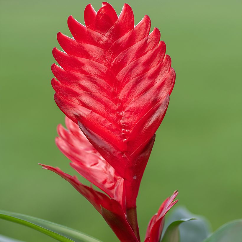 Vriesea Kallisto (Floraison)