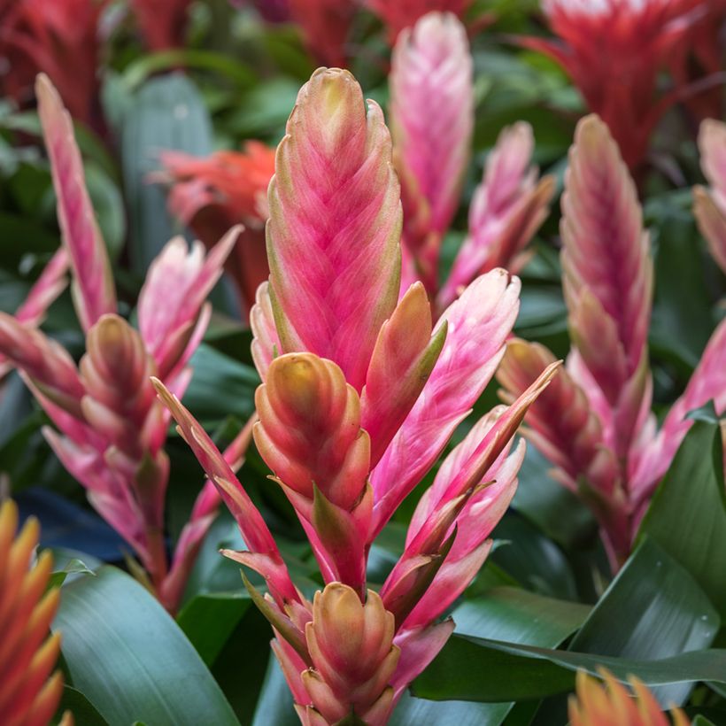Vriesea Madonna (Flowering)
