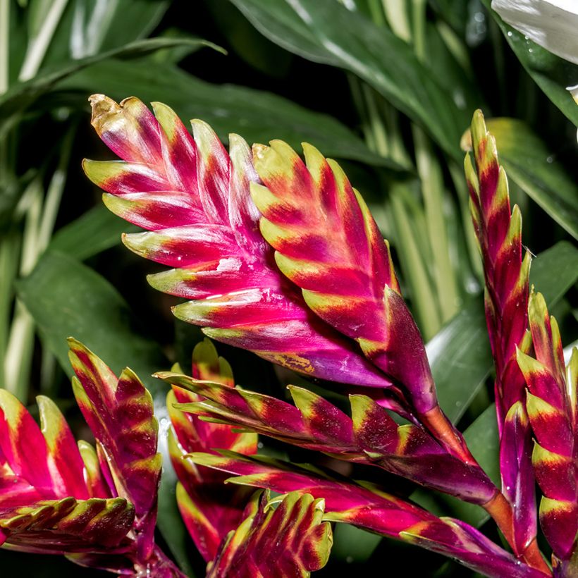 Vriesea Vogue (Flowering)