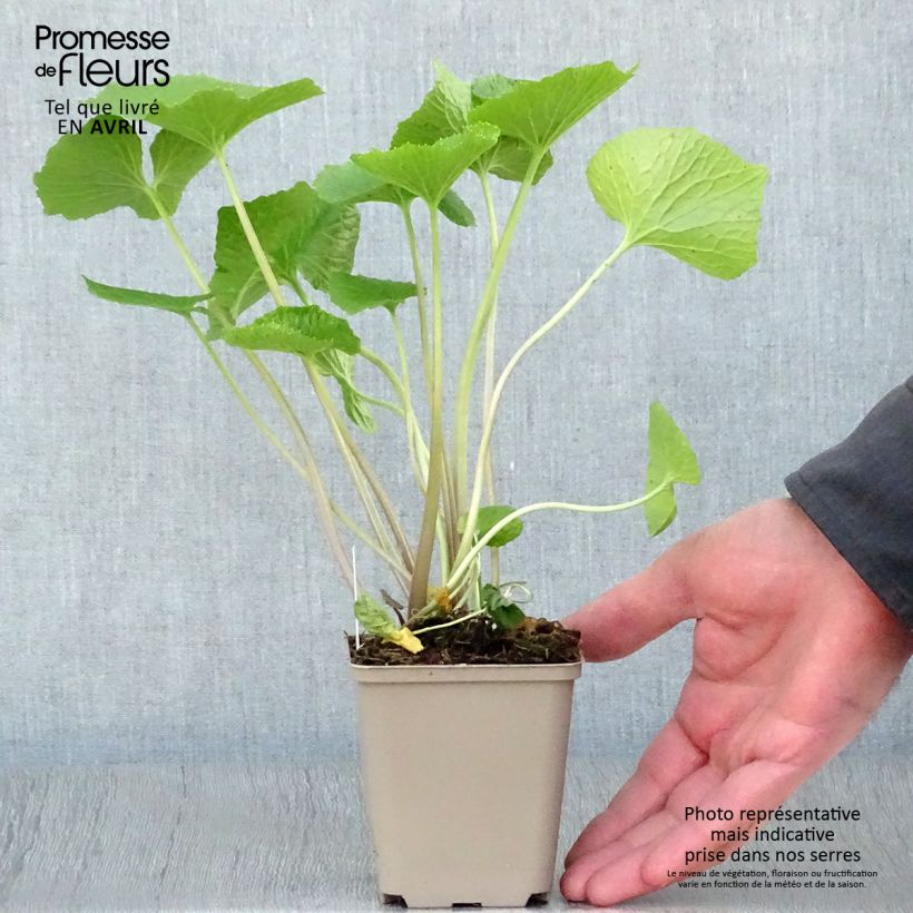 Example of Wasabi japonais - Eutrema japonicum Godet de 8/9 cm as you get in printemps