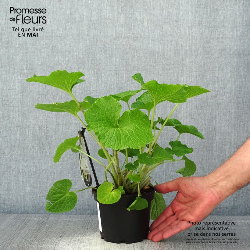 Example of Wasabi japonais - Eutrema japonicum Pot de 1,5L/2L as you get in printemps