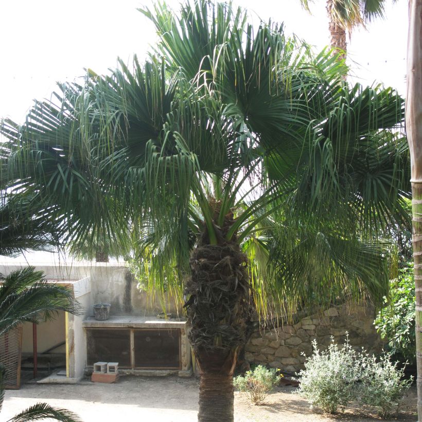 Washingtonia filifera - Palmier à jupon (Plant habit)