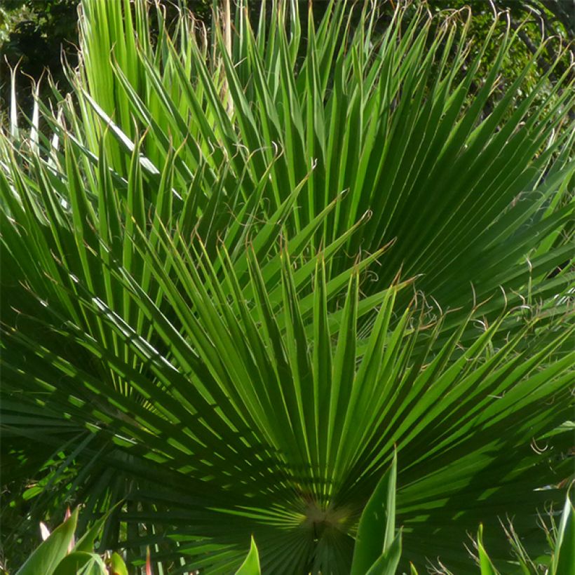 Washingtonia robusta - Palmier du Mexique (Foliage)