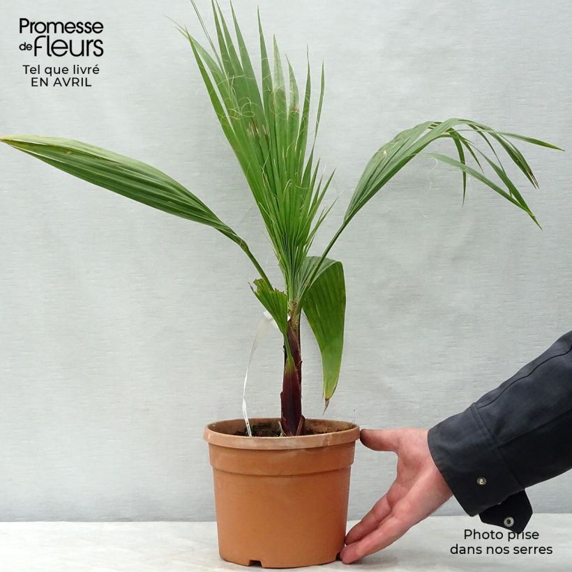 Example of Washingtonia robusta - Palmier du Mexique Pot de 2L/3L as you get in printemps