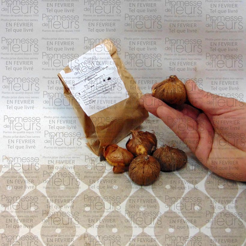 Exemple de spécimen de Watsonia pyramidata Peach Glow - Watsonie Bulbe calibre 12+ tel que livré