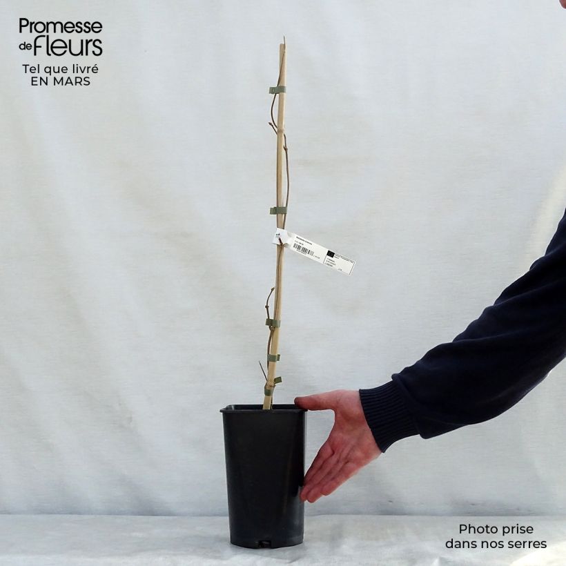 Example of Wattakaka sinensis - Drégée de Chine Pot de 2L/3L as you get in printemps