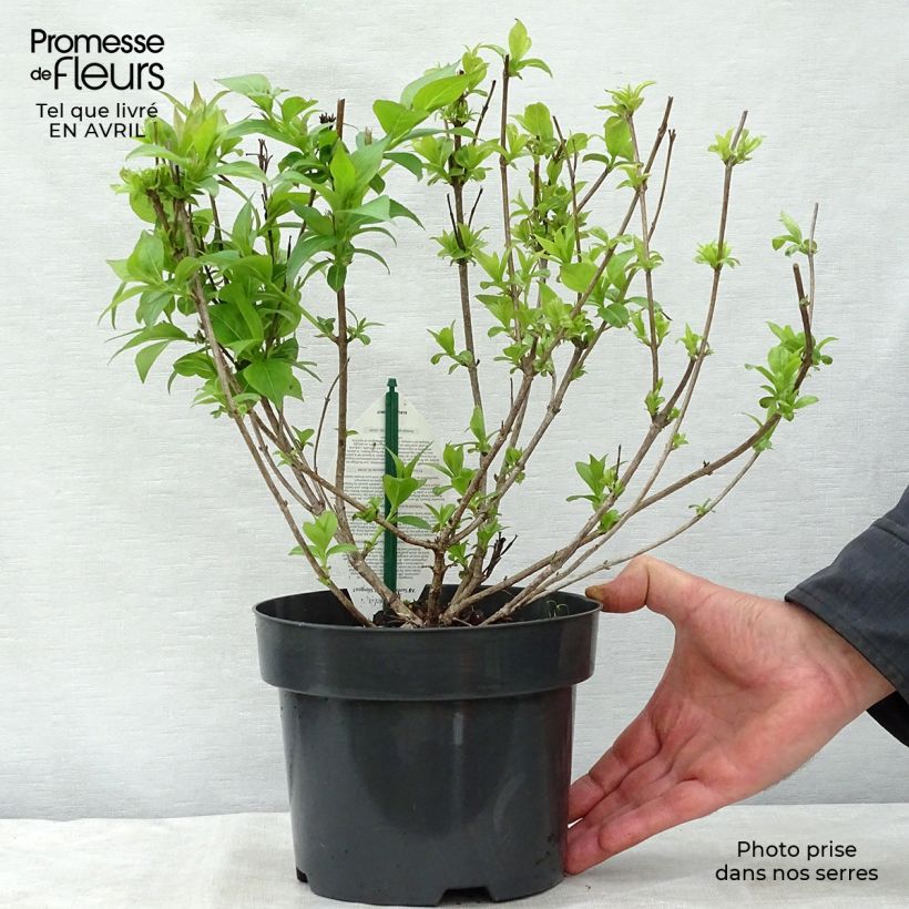 Example of Weigela All Summer Red Pot de 3L/4L as you get in printemps