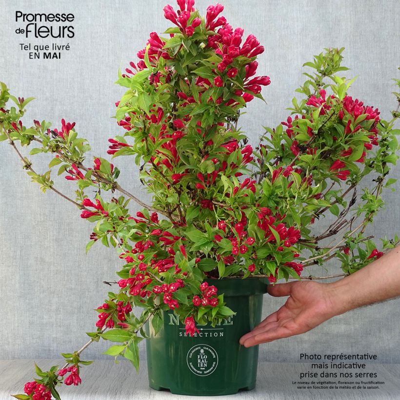 Example of Weigela All Summer Red Pot de 7,5L/10L as you get in printemps