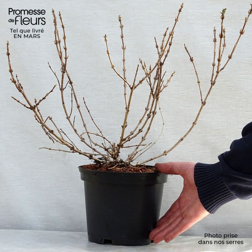 Example of Weigela Black and White Pot de 3L/4L as you get in printemps