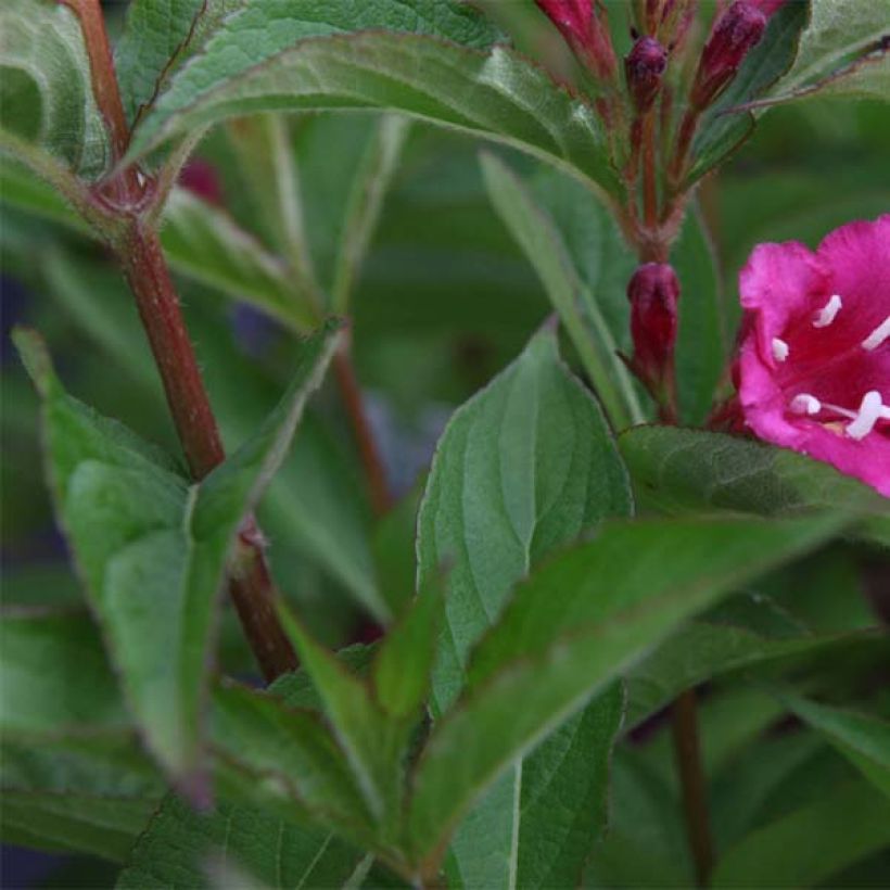 Weigela florida Bristol Ruby (Foliage)