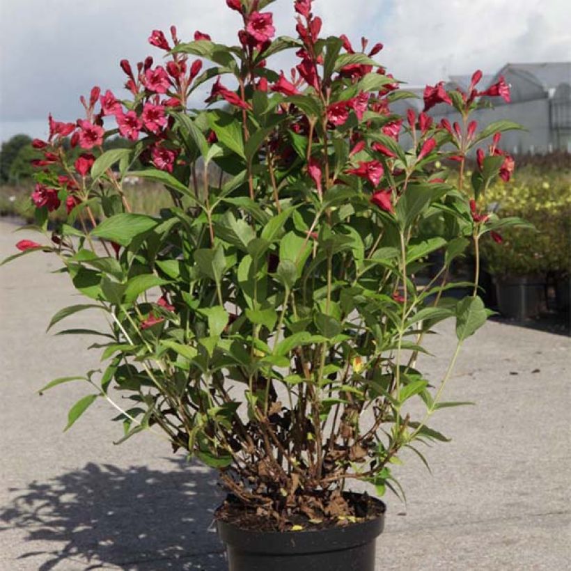 Weigela florida Bristol Ruby (Plant habit)