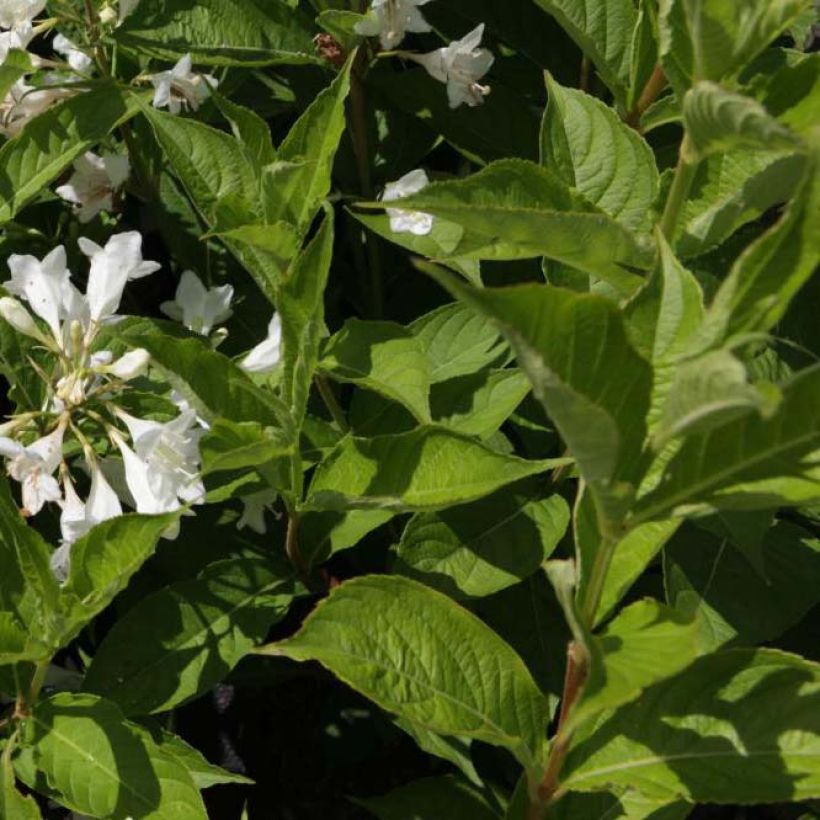 Weigela Candida - Weigélia (Foliage)