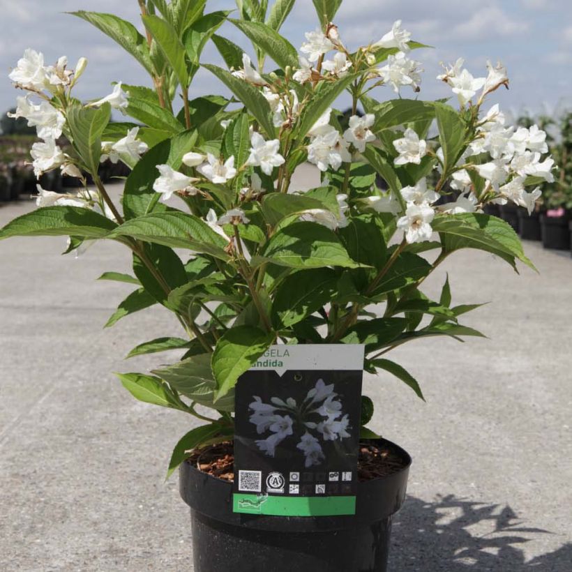 Weigela Candida - Weigélia (Plant habit)
