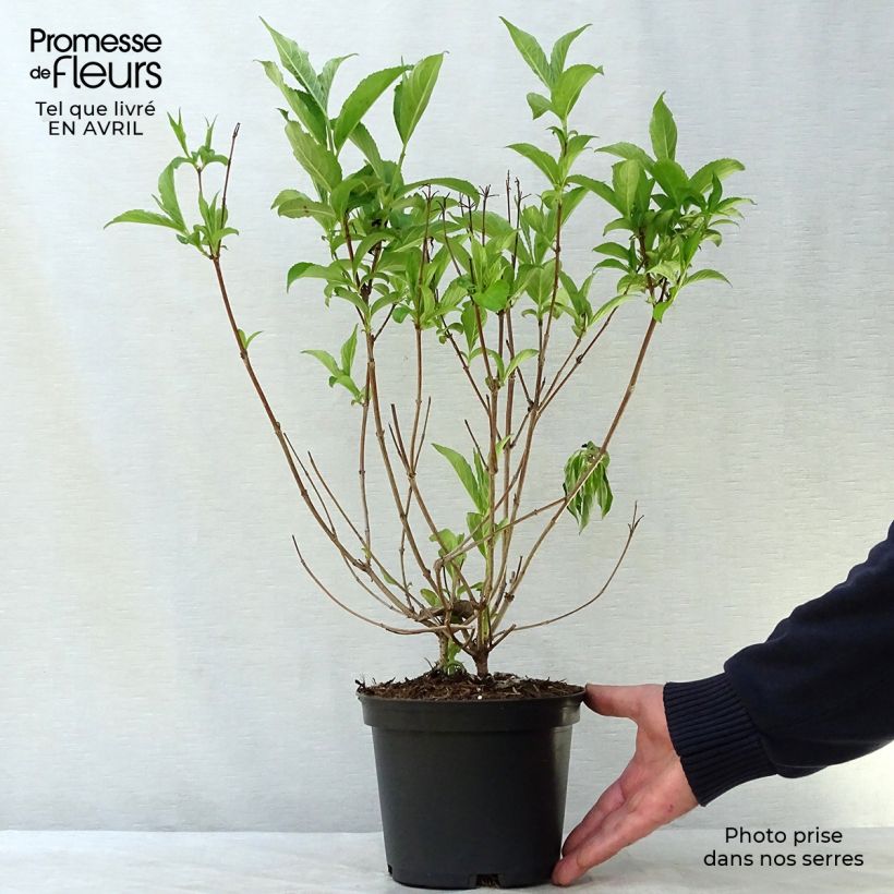 Example of Weigela Candida - Weigélia Pot de 3L/4L as you get in printemps