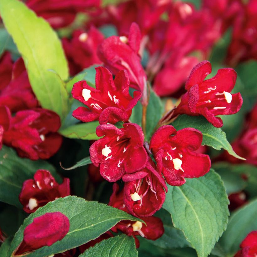 Weigelia hybride Cherry Love (Flowering)