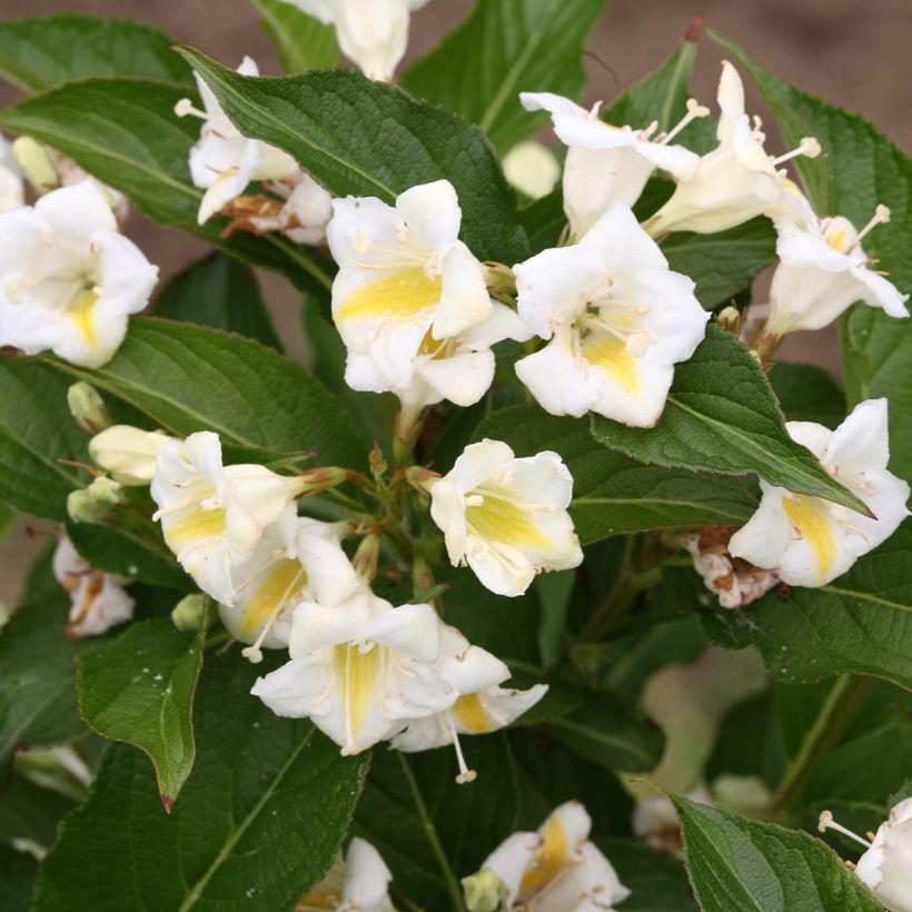 Weigela Colourtwist Sunny Side Up (Flowering)
