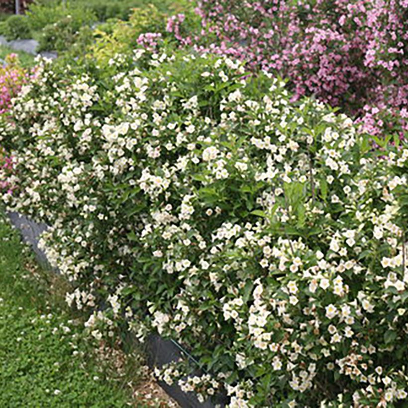 Weigela Colourtwist Sunny Side Up (Plant habit)