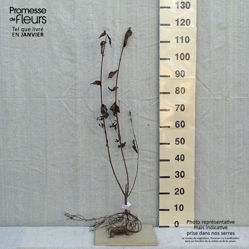 Example of Weigela florida Bristol Ruby Racines nues as you get in hiver