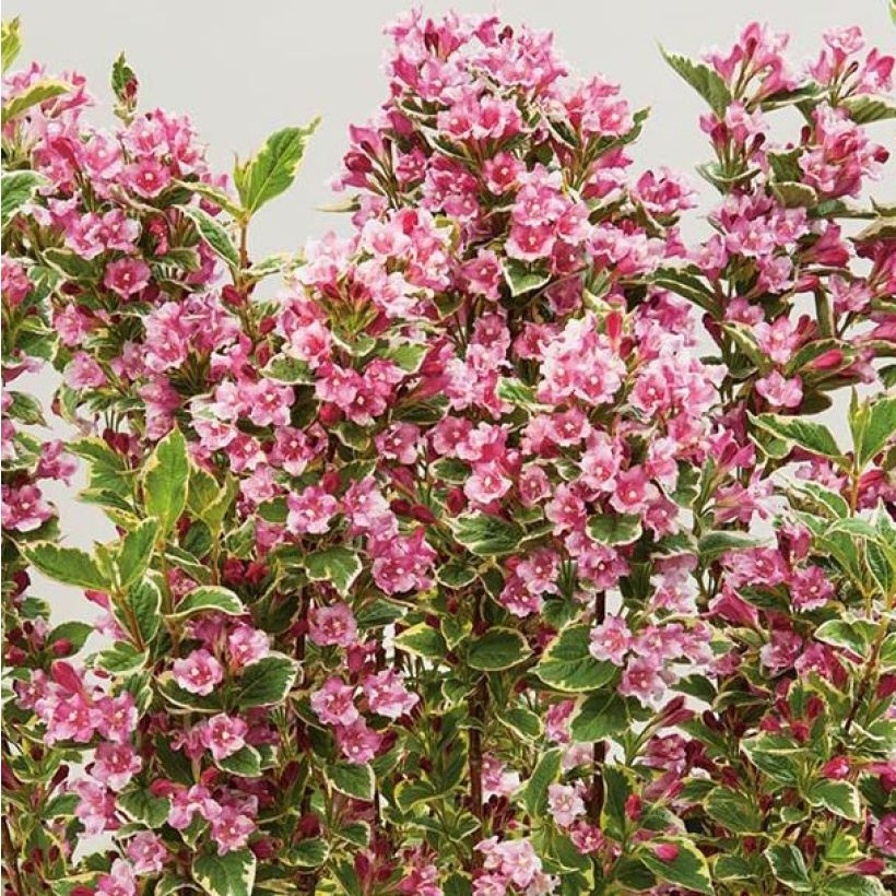 Weigela Kosteriana Variegata - Weigelia Kosteriana Variegata (Flowering)
