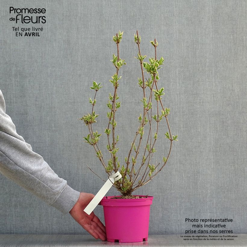 Example of Weigela Kosteriana Variegata - Weigelia Kosteriana Variegata Pot de 2L/3L as you get in printemps