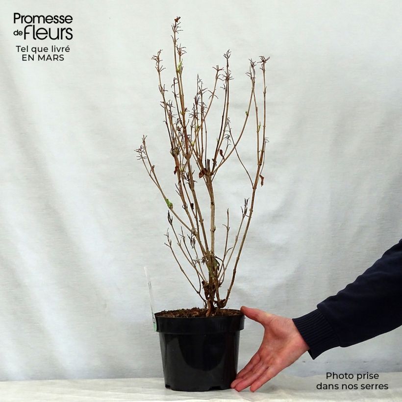 Example of Weigela Milk and Honey Pot de 2L/3L as you get in printemps