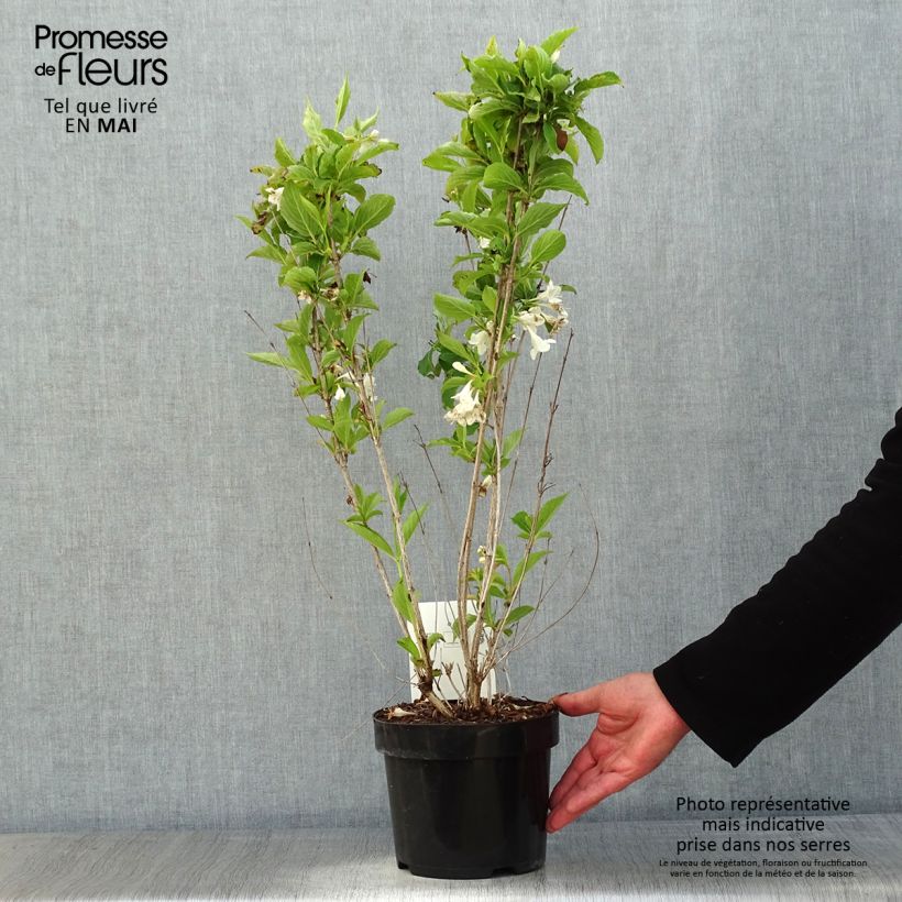 Example of Weigela Snowflake Pot de 3L/4L as you get in printemps