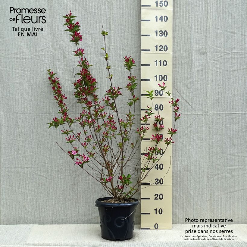 Spécimen de Weigela Stelzneri Pot de 7,5L/10L tel que livré au printemps