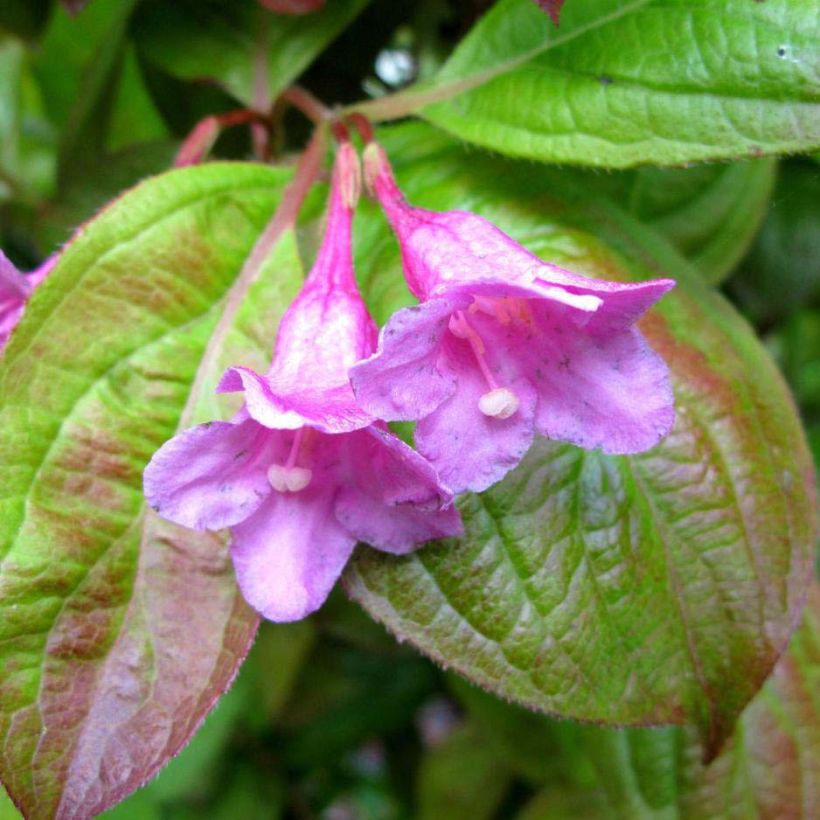 Weigela Wings of Fire  (Flowering)