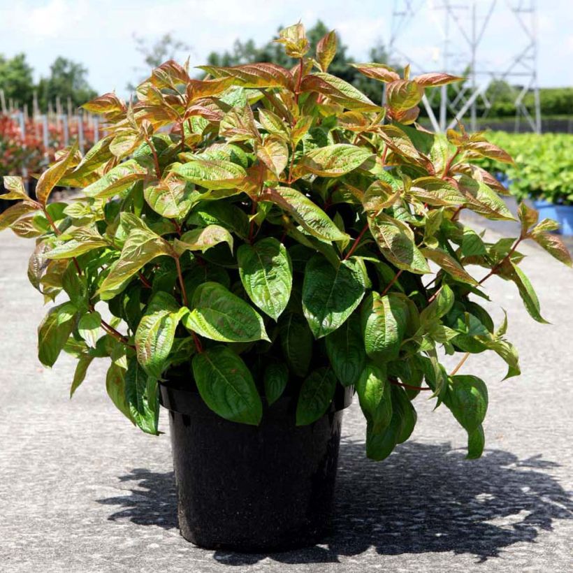 Weigela Wings of Fire  (Plant habit)
