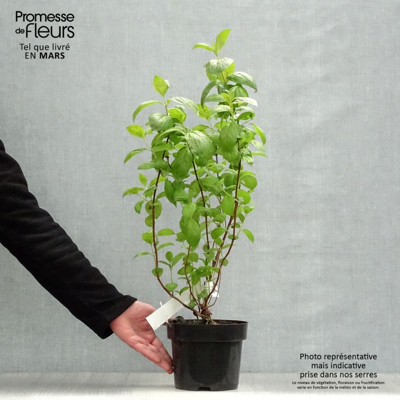 Example of Weigela Wings of Fire  Pot de 3L/4L as you get in printemps