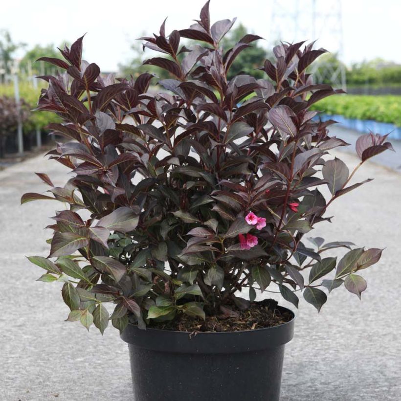Weigela florida Alexandra - Weigélia (Plant habit)