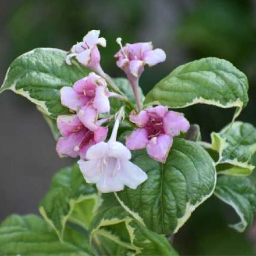 Weigela florida Caricature - Weigélia (Flowering)