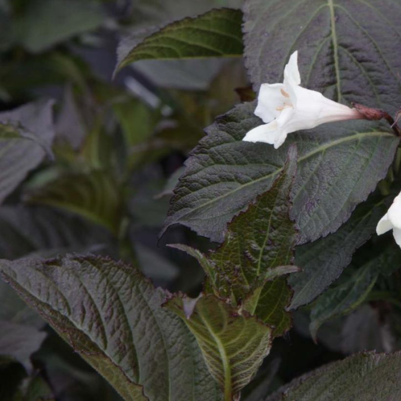 Weigela florida Ebony and Ivory (Foliage)