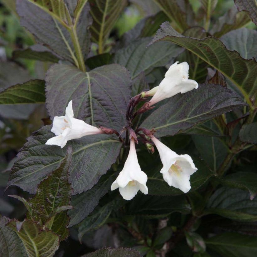 Weigela florida Ebony and Ivory (Flowering)